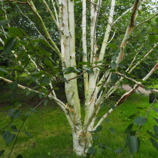 Betula Jacquemontii 'Silver Shadow' - Himalayan Birch - Circa 2m Tall