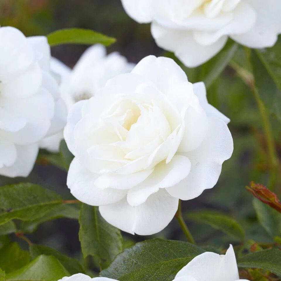 Rose Palace Kailani - Patio Shrub Rose