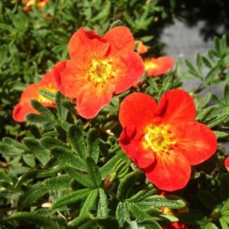 Potentilla Fruticosa 'Red Joker' - Shrubby Cinqfoil