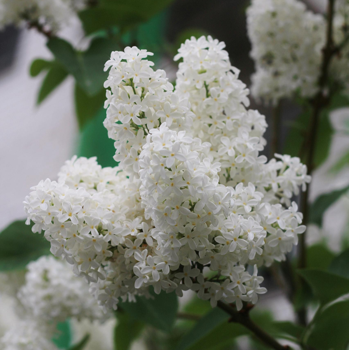 Syringa Vulgaris 'Madame Lemoine' - Circa 120-150cm Tall