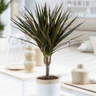 Dracaena Marginata Magenta - Dragon Tree - 35-45cm