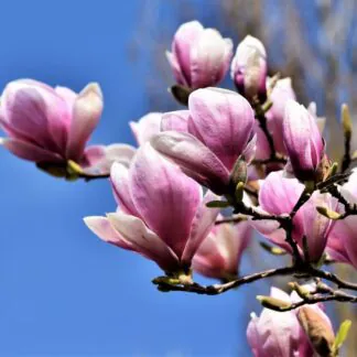 Magnolia Trees