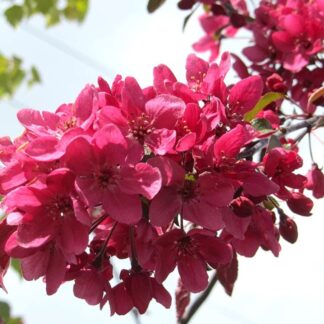 Crabapple Tree - Malus Director Moerland