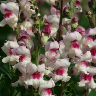 Snapdragon - Antirrhinum Majus Lucky Lips - in Bud & Bloom