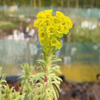 Euphorbia Characias Wulfenii