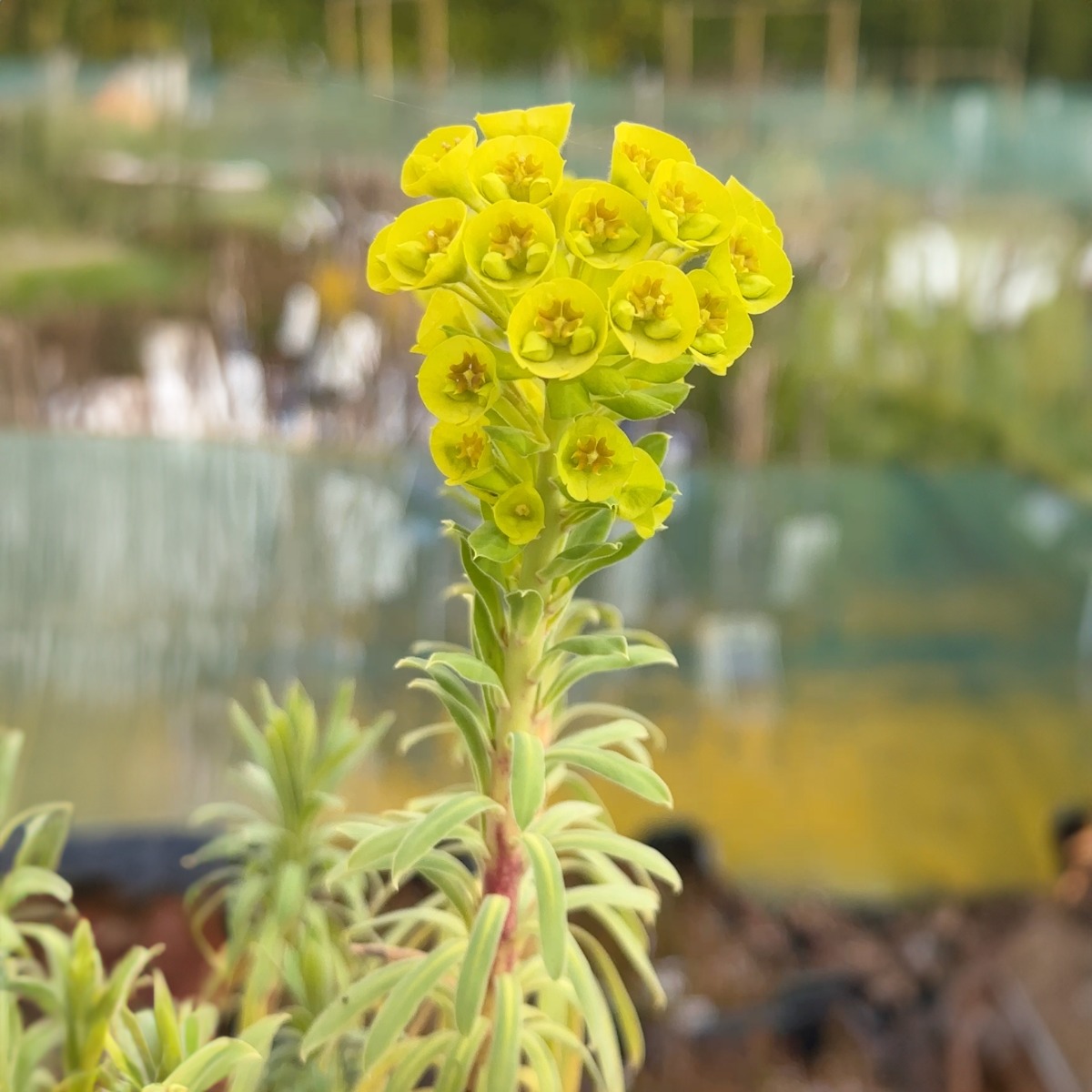 Euphorbia Characias Wulfenii