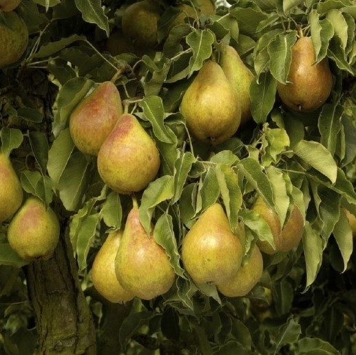 Pear Tree - Doyenne Du Comice (Quince Eline) - 140-160cm Tall