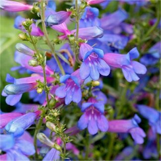 Penstemon Heterophyllus Heavenly Blue Springs - Electric Blue Rock Candy Penstemon Beardtongue