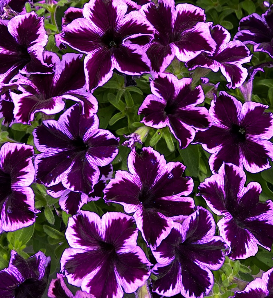 Petunia Cosmic Violet - in Bud & Bloom