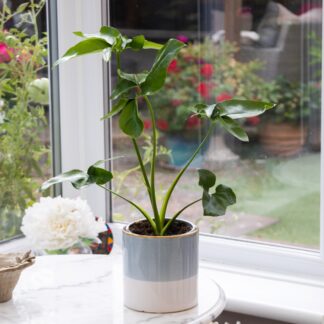 Philodendron Fun Bun - 30-40cm