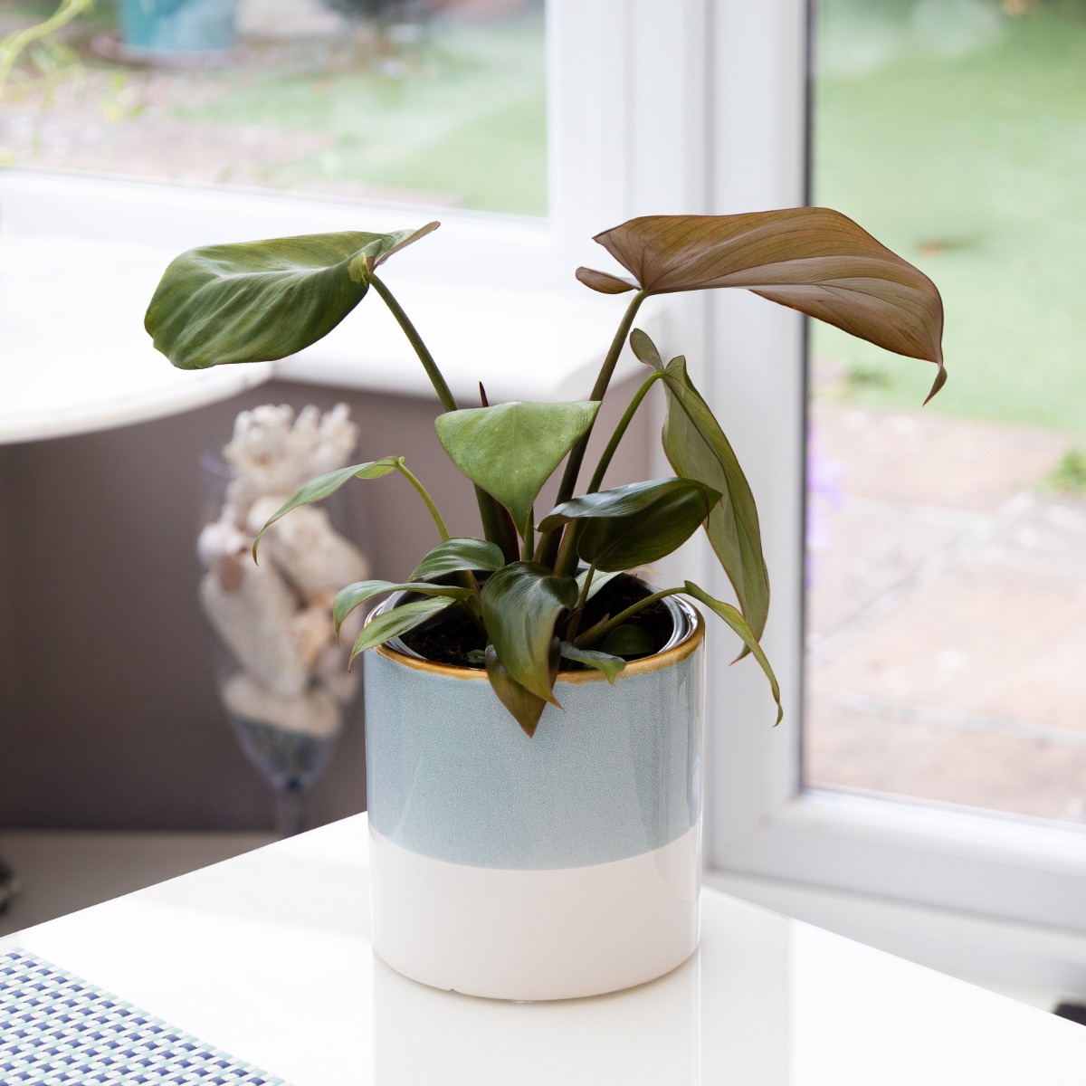 Philodendron Summer Glory - 20-30cm