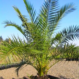 Phoenix Canariensis - Canary Island Date Palm - Large Patio Palm Tree Circa 4-5ft Tall