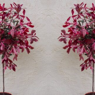 Pair of Hardy Evergreen Photinia Pink Marble Standard Topiary Trees - 100-120cm