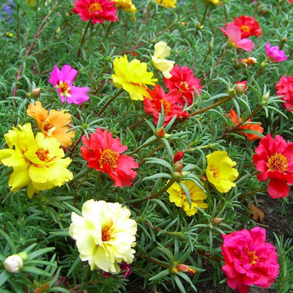 Portulaca Grandiflora Plants - Double Colours Moss Rose
