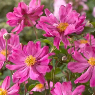 Anemone Hupehensis Prinz Heinrich - Japanese Anemone - Windflower - in Bud & Bloom