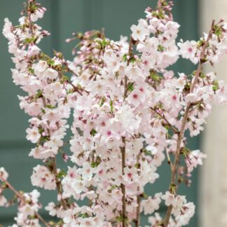 Prunus Nipponica Kurilensis 'Brillant' - Cherry Blossom Patio Tree