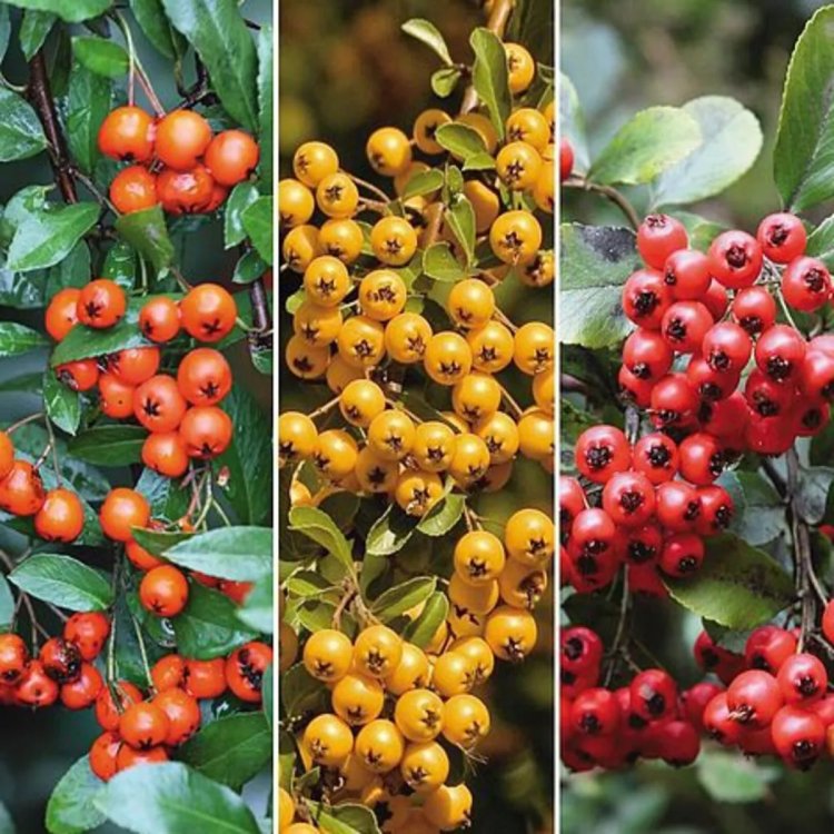 Pyracantha - Pack of 10 For Hedging - Circa 60-80cm