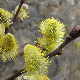 Salix Aurita - Eared Willow
