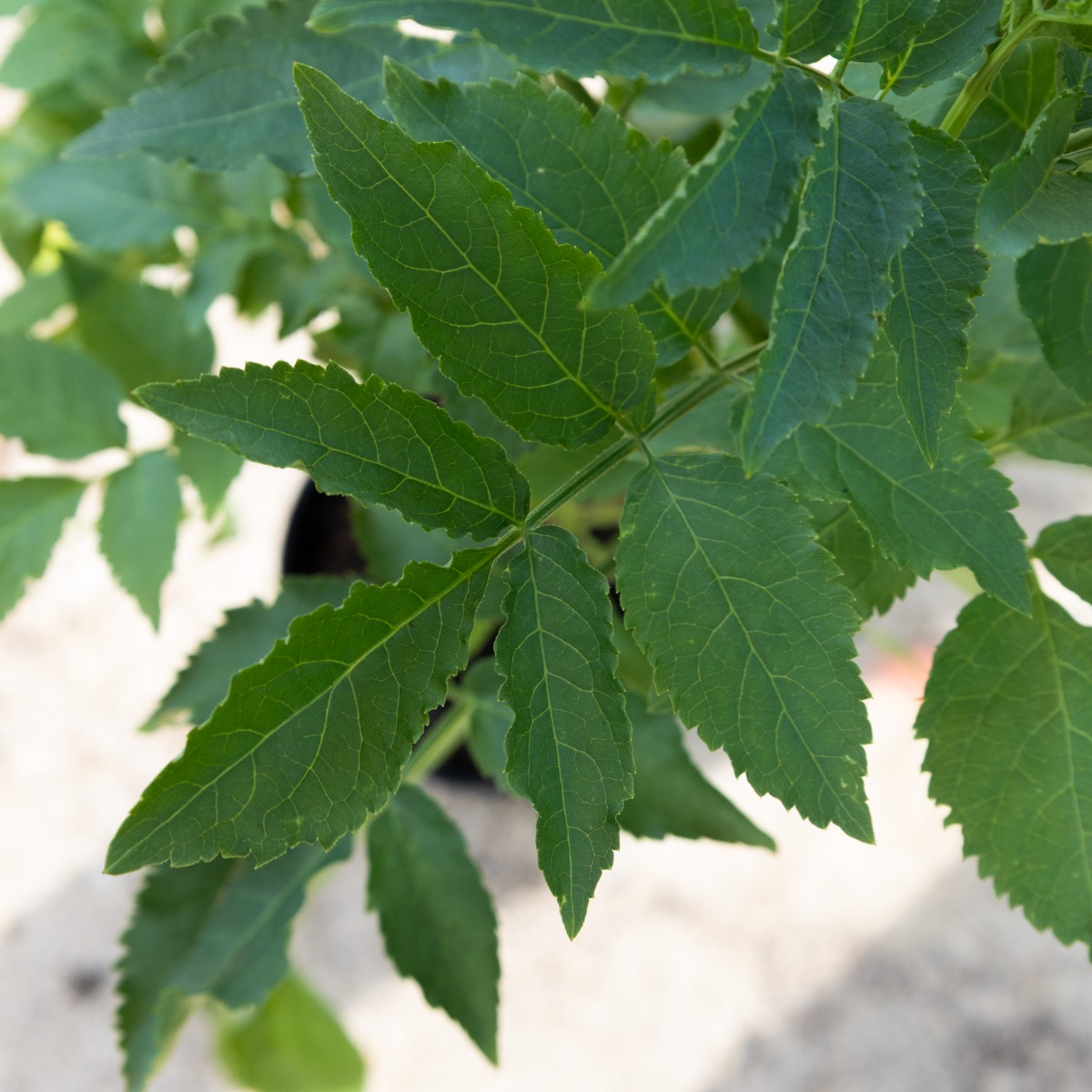 Sambucus Nigra - Common Elder