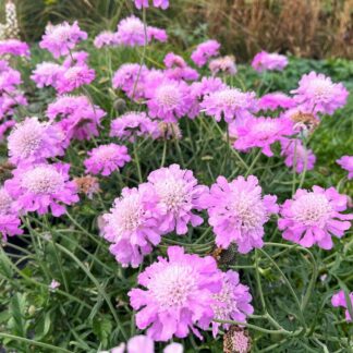 Scabious Pink Mist - Scabiosa - Butterfly Pincushion Flower - in Bud & Bloom