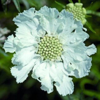 Scabiosa Caucasica Fama White - Pincushion Flower - Scabious