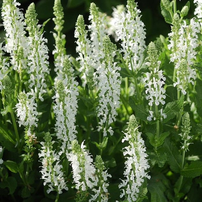 Salvia x Sylvestris 'Schneehugel' - Salvia Nemorosa Snow Hill