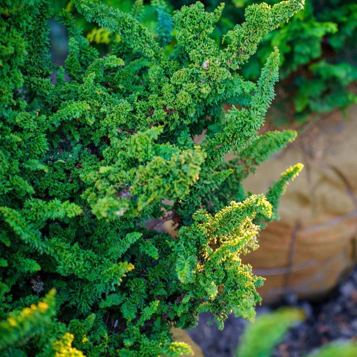 Chamaecyparis Obtusa 'Chirimen' - Hinoki Cypress