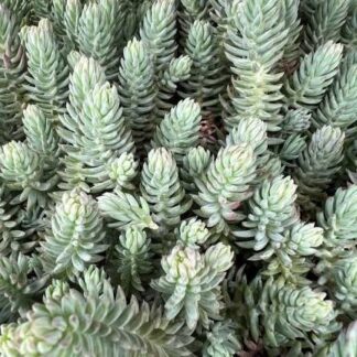 Sedum Reflexum
