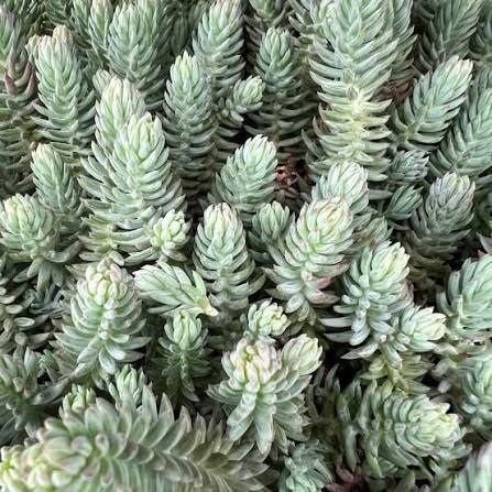 Sedum Reflexum