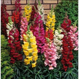 Snapdragon - Antirrhinum Majus Grandiflorum Mixture - in Bud & Bloom
