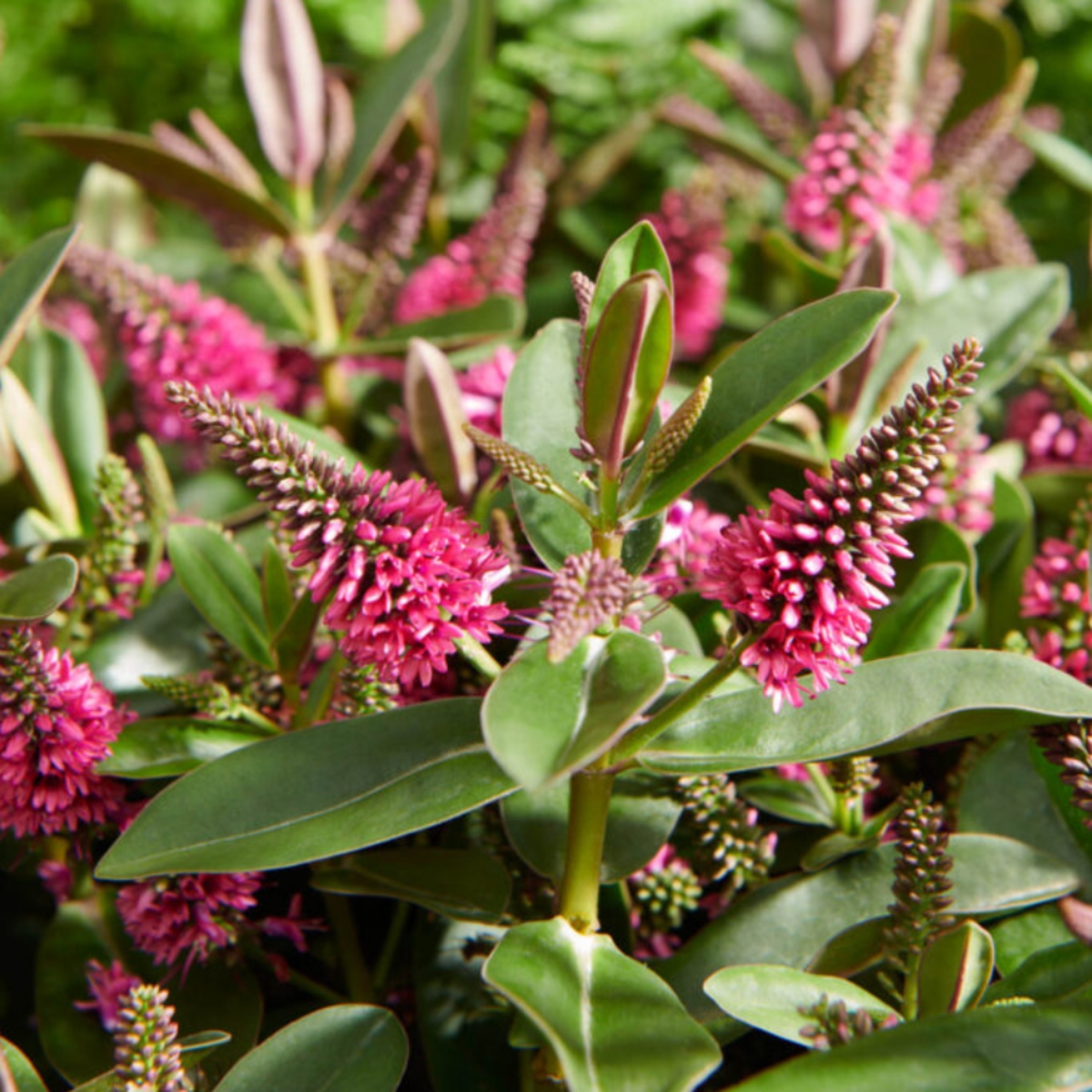 Hebe Andersonii 'Donna Eva'