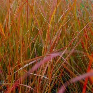 Anemanthele Lessoniana Sirocco - Pheasant's Tail Grass - Stipa Arundinacea