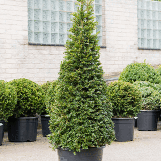 English Yew Topiary Pyramid - Taxus Baccata  - Circa 80cm