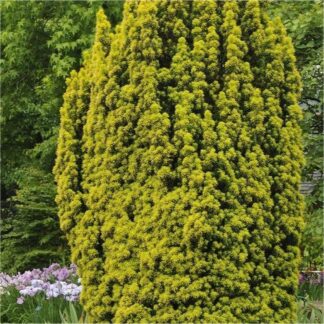 Taxus Baccata Aurea David - Golden Fastigiate Yew - Extra Large Circa 140-160cm