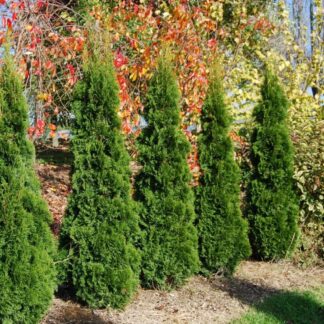 Cheap Hedging Conifers!  Thuja Occidentalis 'Smaragd' - 80cm Specimen or Hedging Conifers