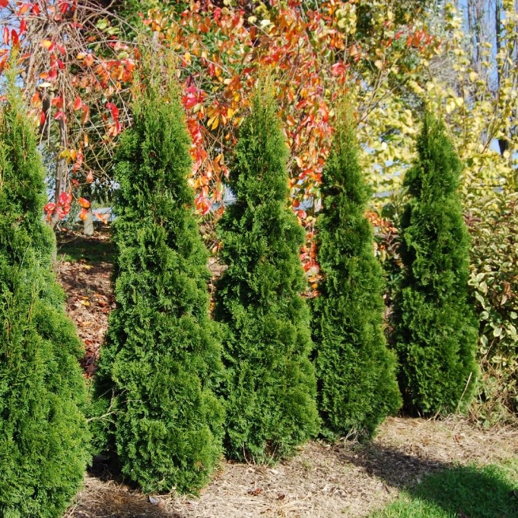 Cheap Hedging Conifers! Thuja Occidentalis 'Smaragd' - 80cm Specimen or Hedging Conifers