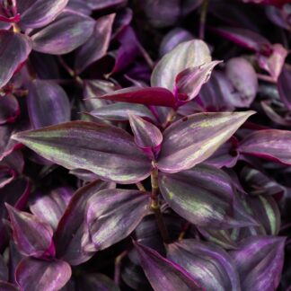 Tradescantia Zebrina - Silver Inch Plant