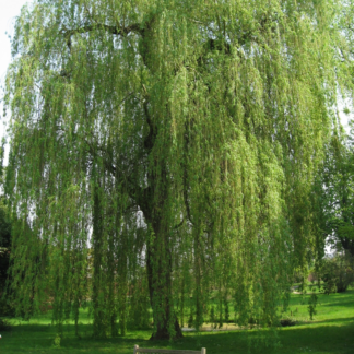 Salix Alba 'Tristis' - White Willow Tree - Circa 180-200cm Tall