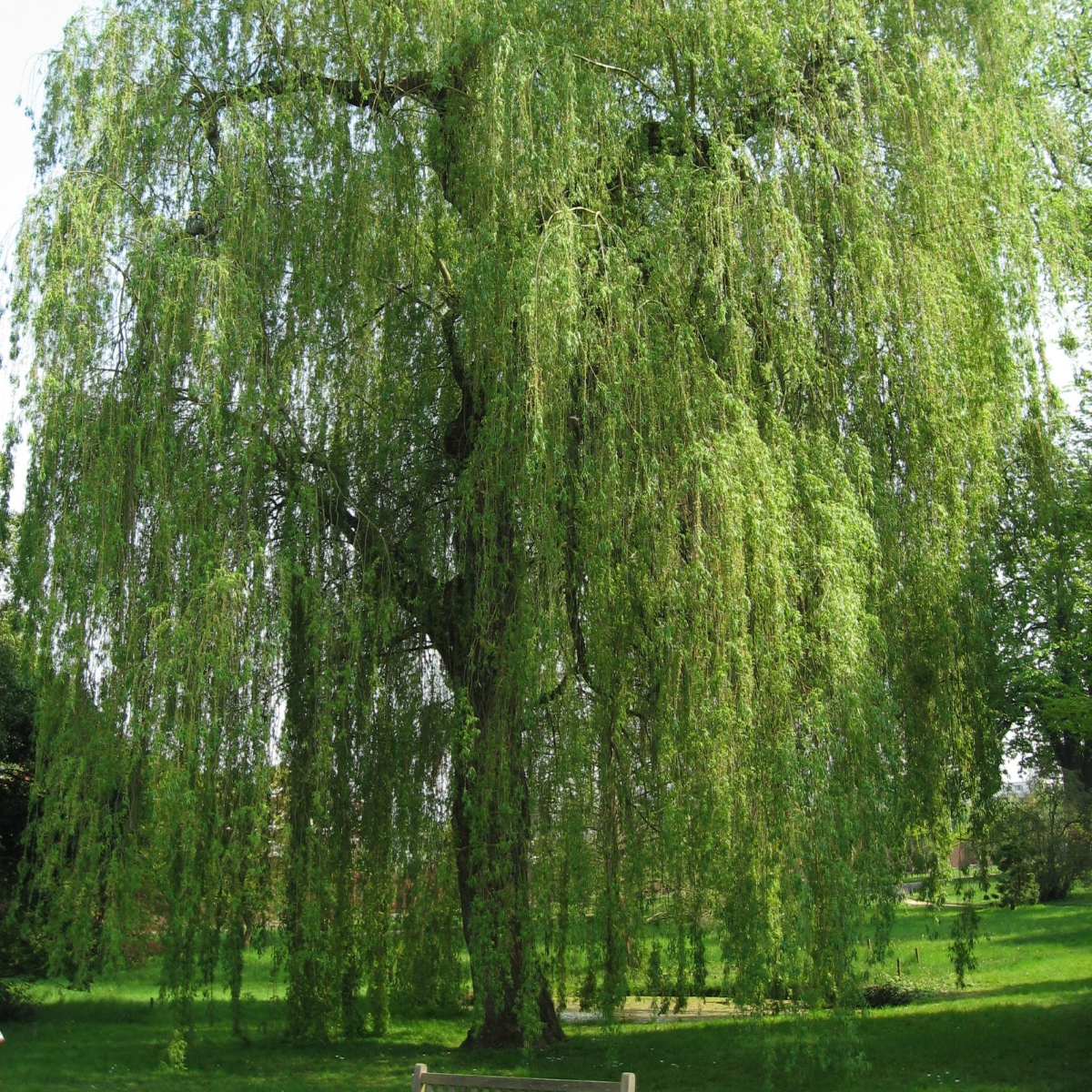 Salix Alba 'Tristis' - White Willow Tree - Circa 180-200cm Tall