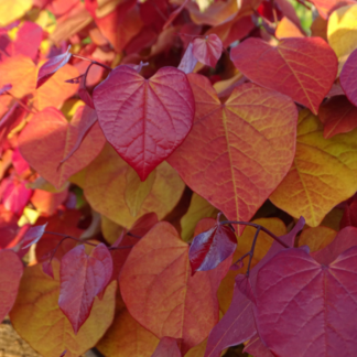 Cercis Canadencis Eternal Flame - Circa 120cm Tall