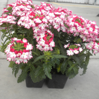 Verbena Hybrida Obsession Twister Red