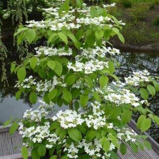 Viburnum Plicatum Kilimanjaro Sunrise - Circa 150-180cm Tall - Extra Large Plant