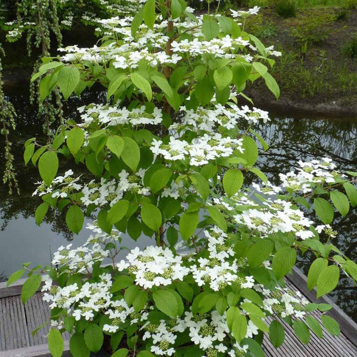 Viburnum Plicatum Kilimanjaro Sunrise - Circa 150-180cm Tall - Extra Large Plant