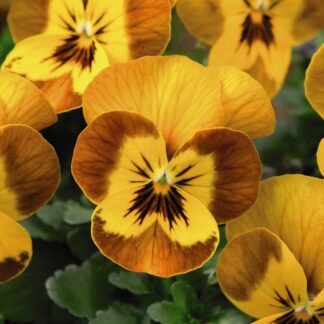 Viola Honeybee