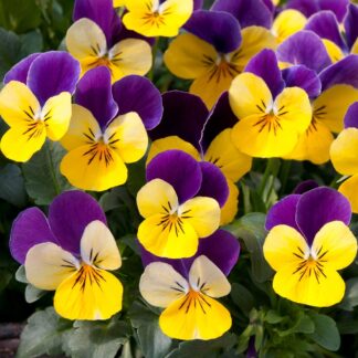 Viola Yellow - Purple Wing