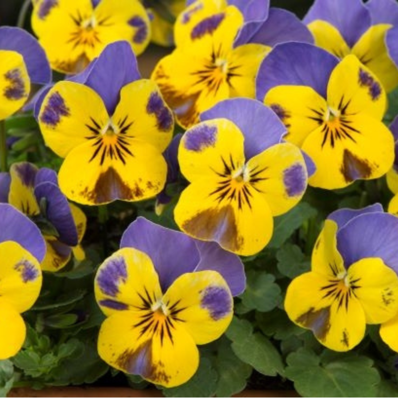 Viola Yellow Blue Jump Up