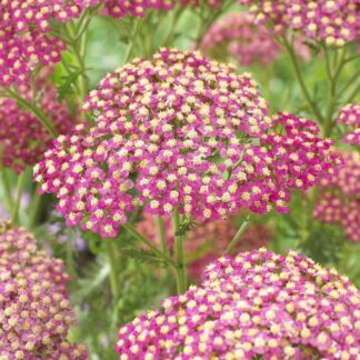 Achillea Lightning Pink