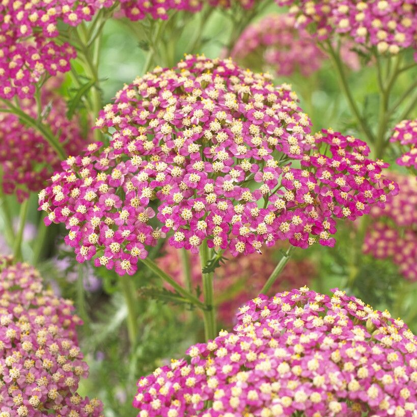 Achillea Lightning Pink