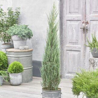 Large Juniperus Scopulorum Blue Arrow - Circa 150-170cm