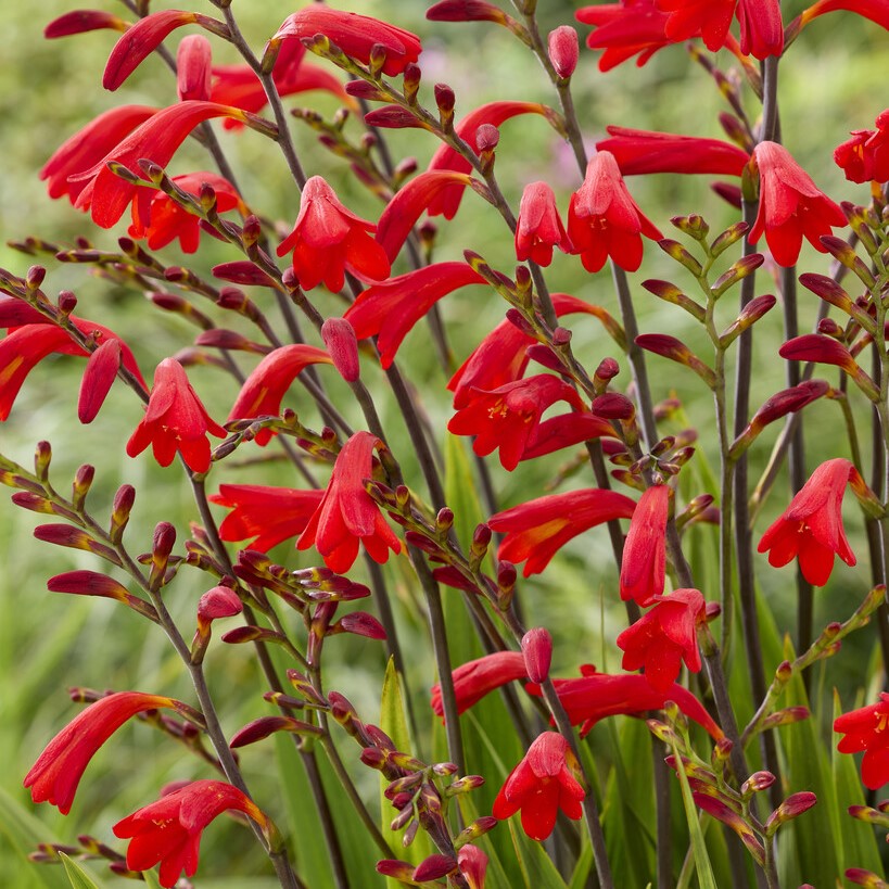 Crocosmia Brigitta